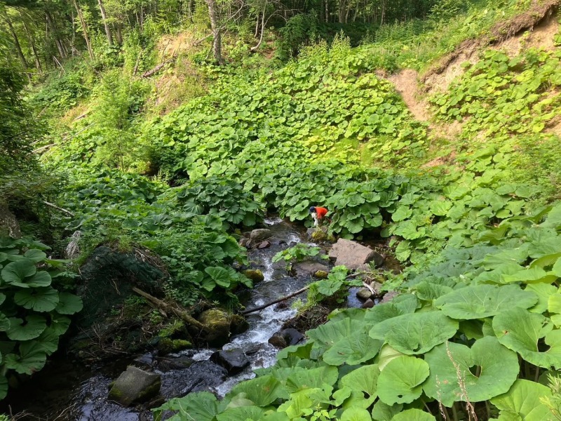 登山口からはフキだらけのフキロード。沢で下山後の「お楽しみ」を冷やしておきました。